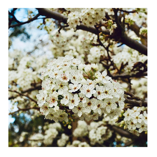 *New* Dogwood Blossom - 35mm Film Print