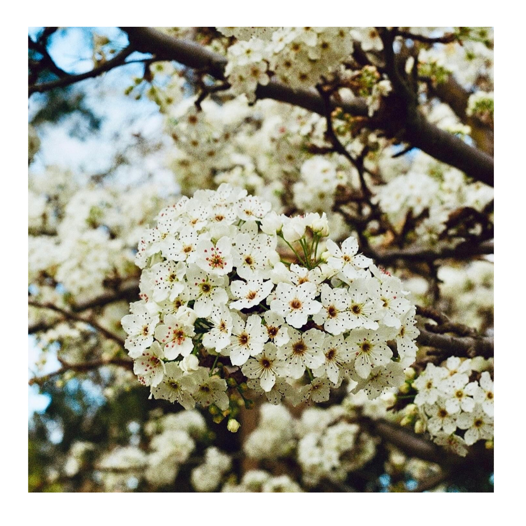 *New* Dogwood Blossom - 35mm Film Print