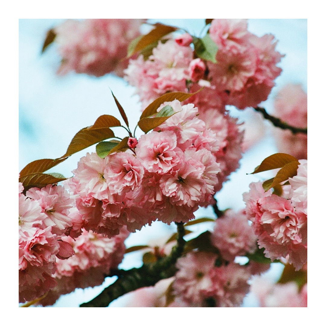 *New* Cherry Blossom - 35mm Film Print