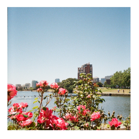 *New* Lake Merritt Roses - 35mm Film Print