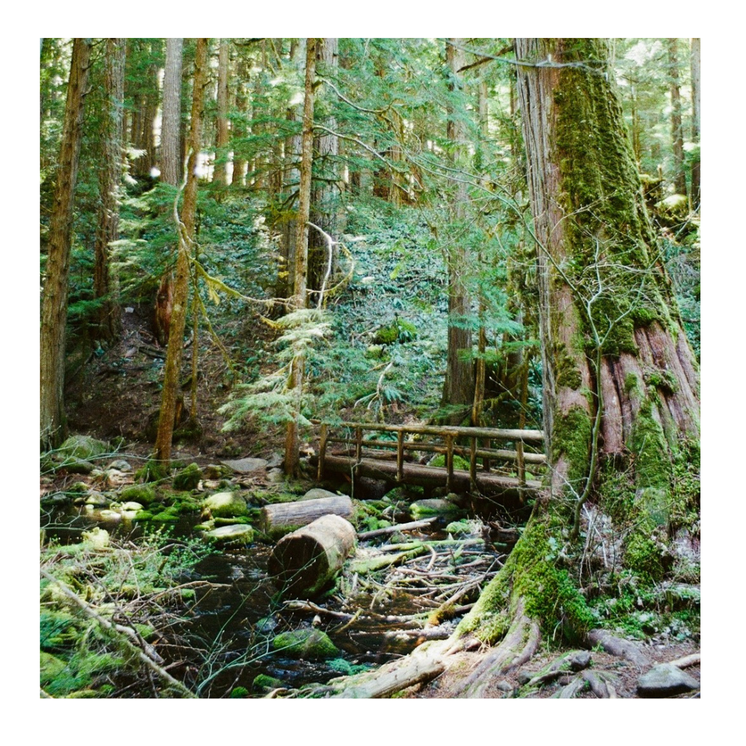 *New* Forest Bridge - 35mm Film Print