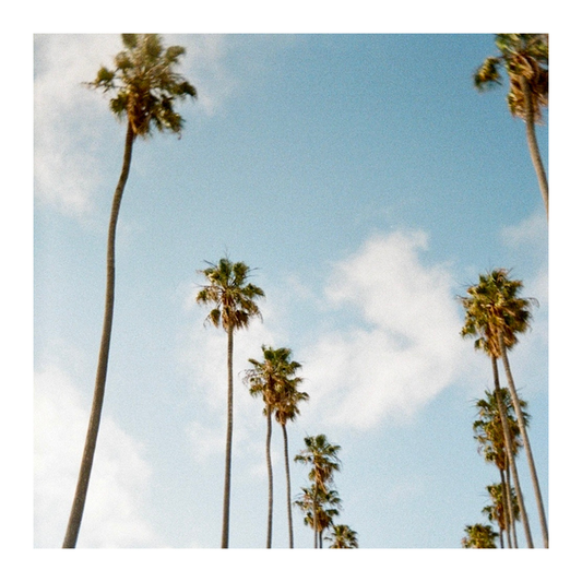 *Back in stock* Oakland Palm Trees - 35mm Film Print